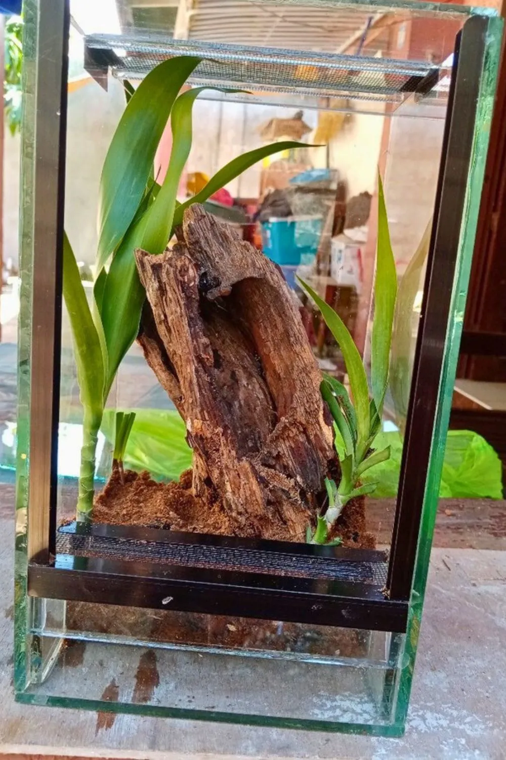 17847 tarantula eating succulent