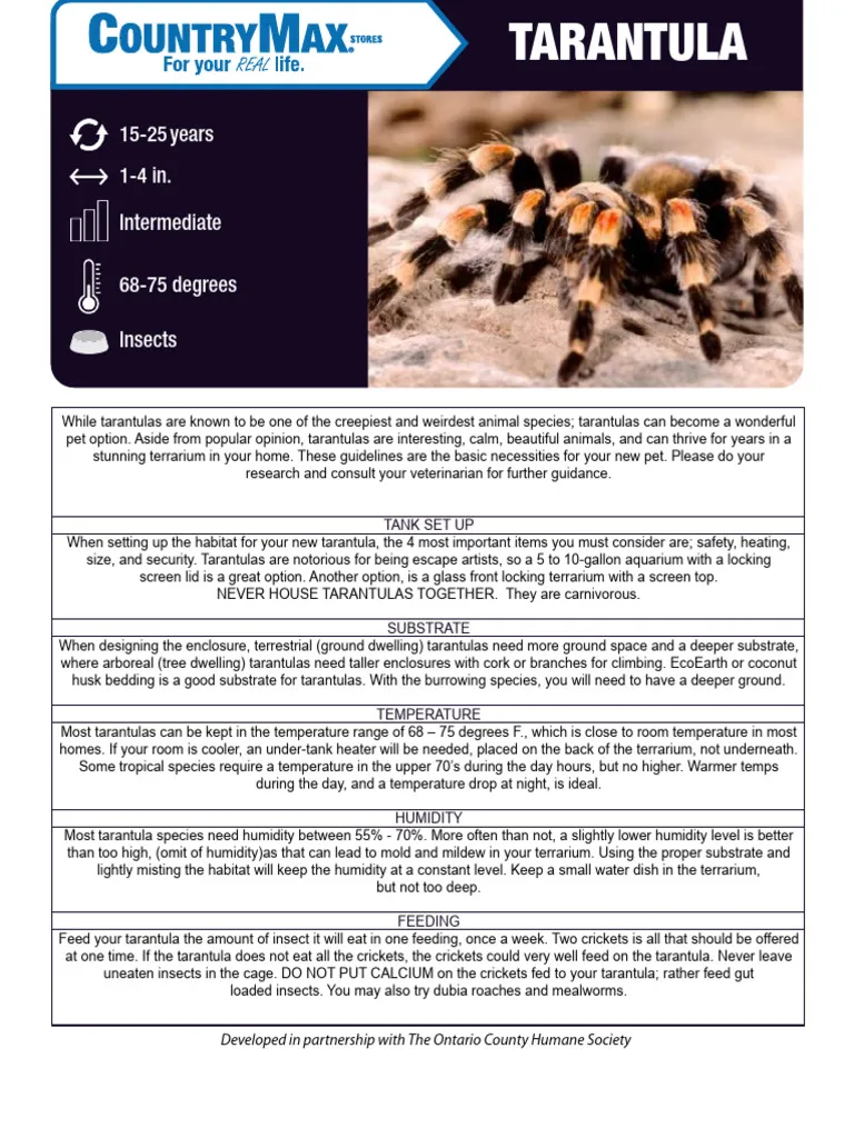 17848 tarantula care sheet