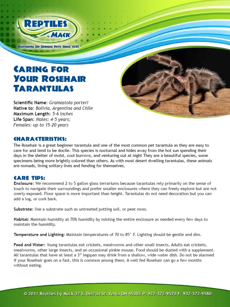17848 tarantula enclosure