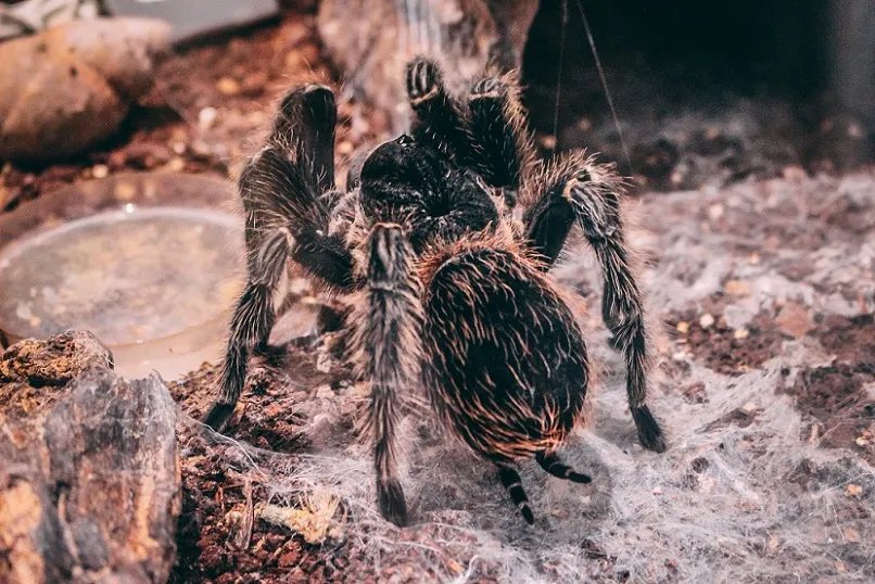 17848 tarantula feeding