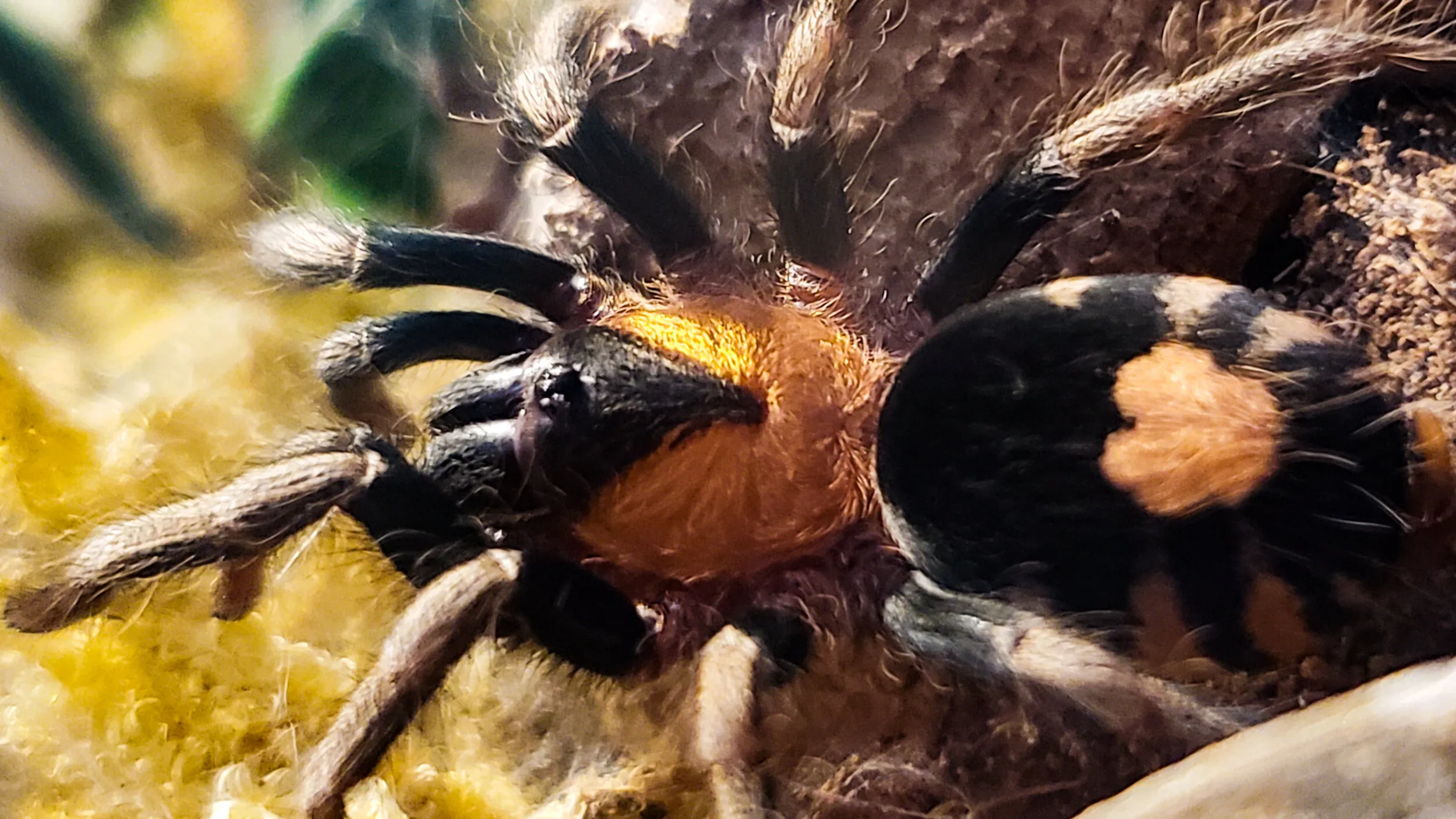 /img/17848-tarantula-species.webp