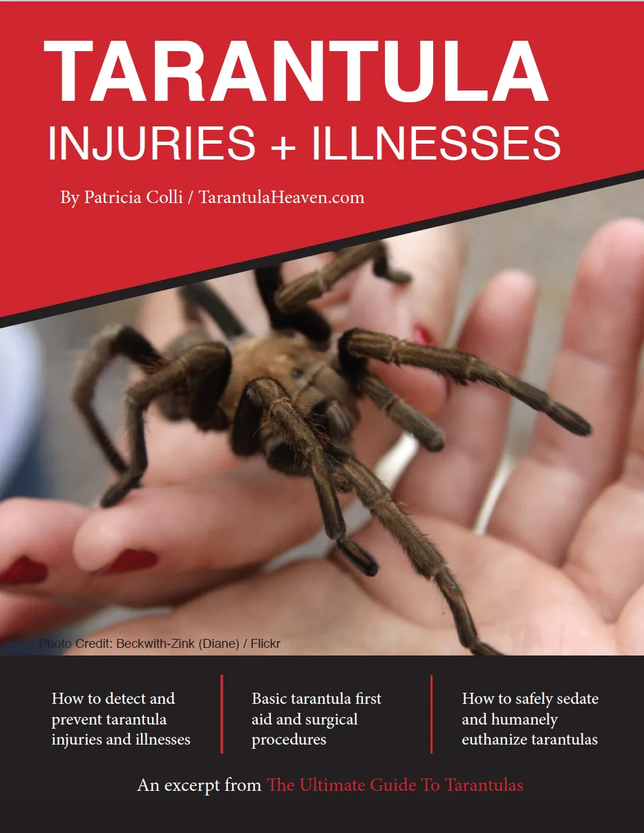 17849 humidity gauge tarantula