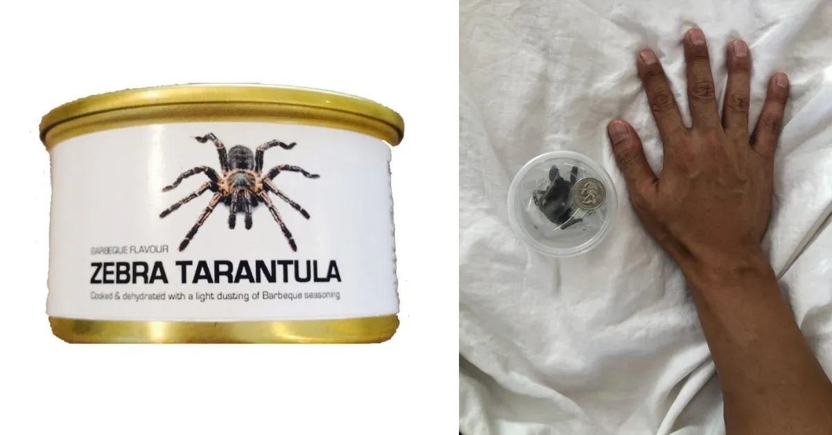 17849 lethargic tarantula