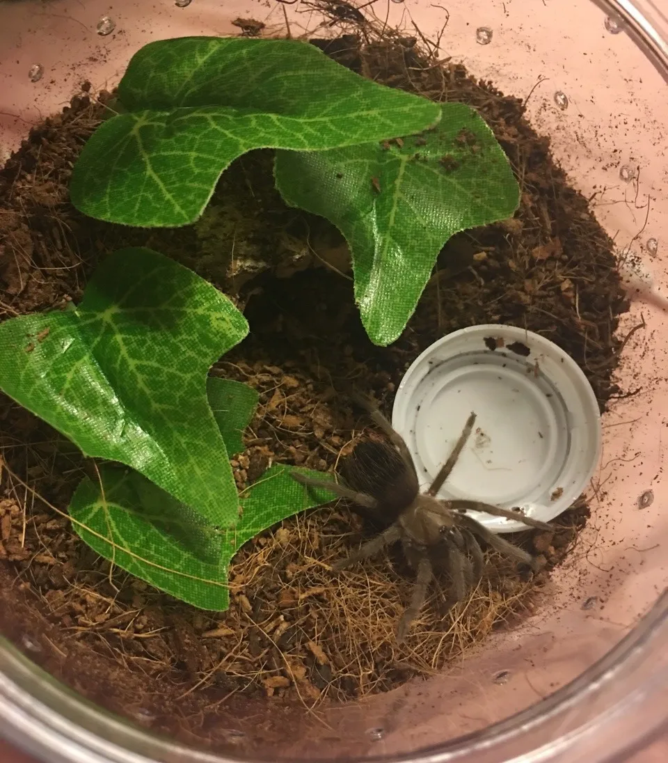 17849 tarantula drinking water