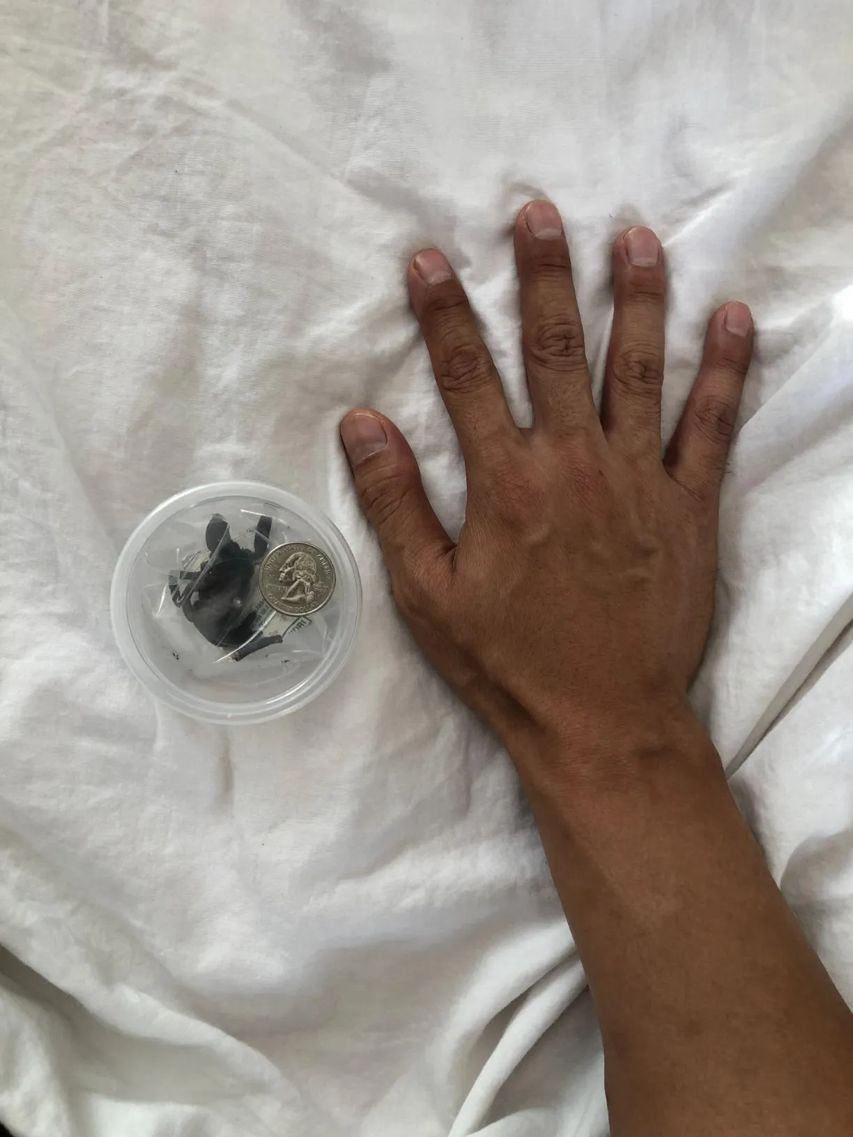 17849 tarantula water dish