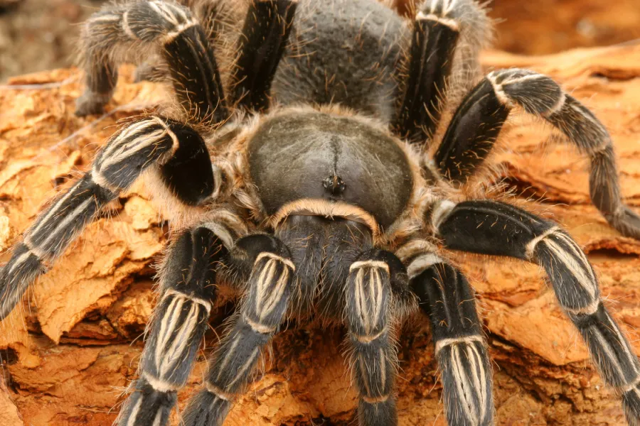 17849 wrinkled tarantula abdomen