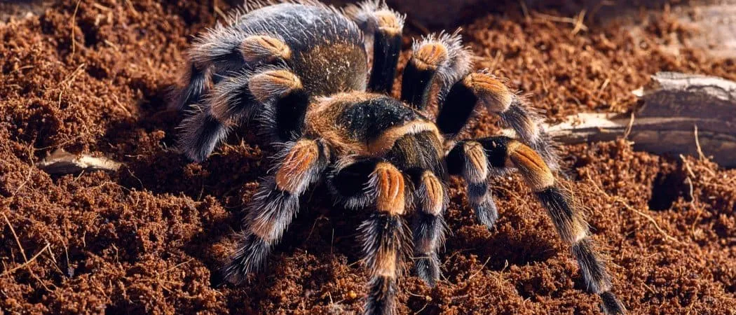 /img/17851-red-knee-tarantula-breeding.webp