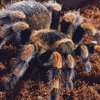 /img/17851-red-knee-tarantula-breeding.webp