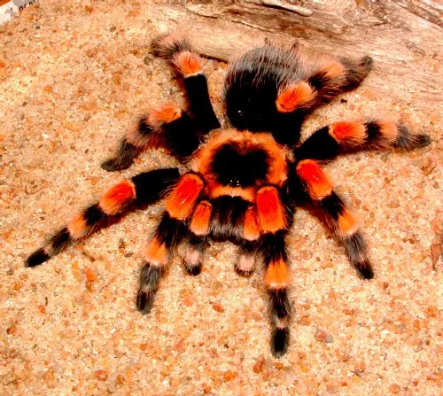 17851 red knee tarantula handling