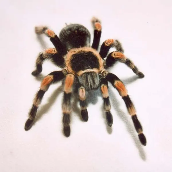 17851 red knee tarantula health