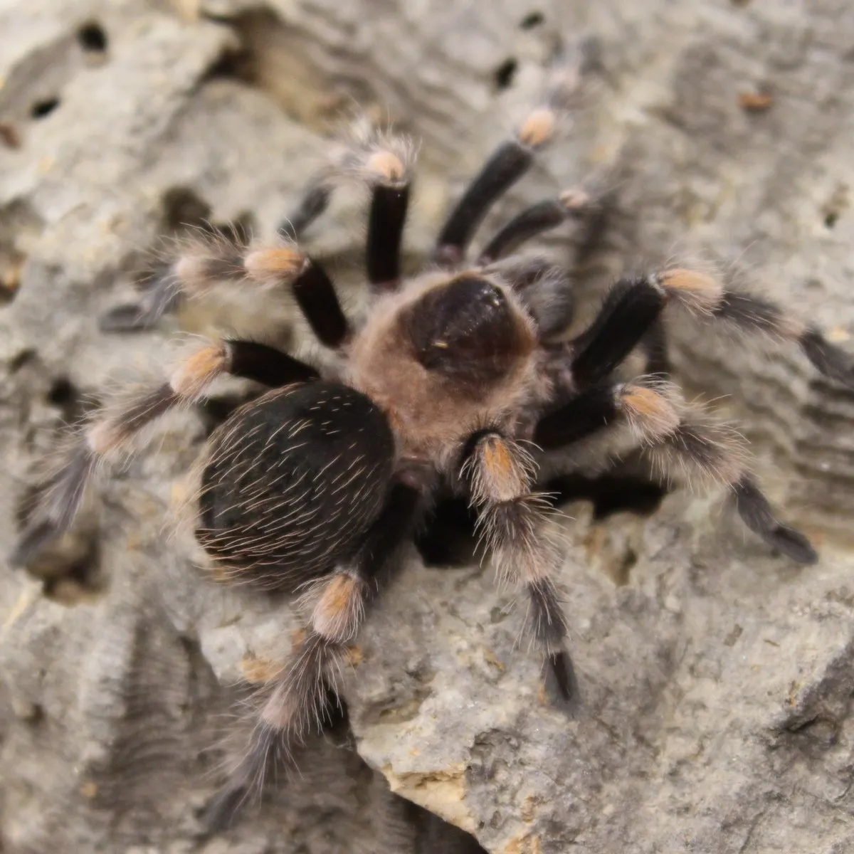17851 red knee tarantula molting