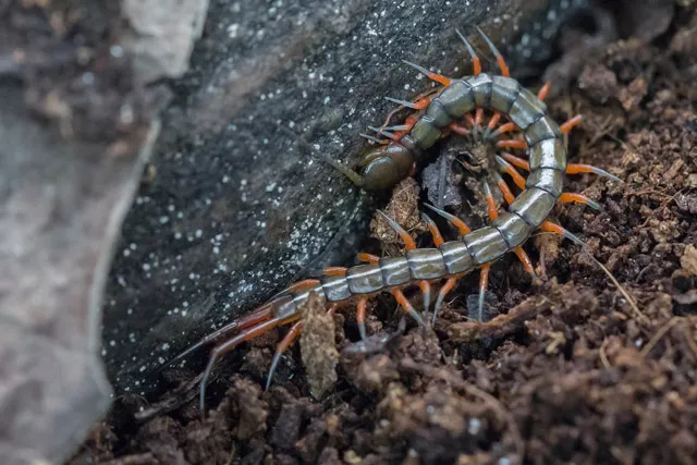 /img/17852-scolopendra-hunting.webp