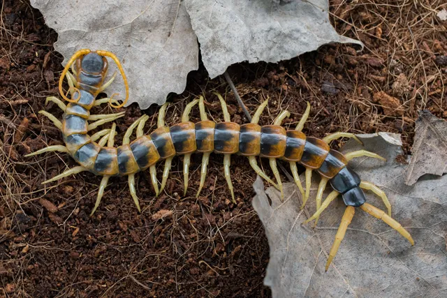 17852 tarantula venom