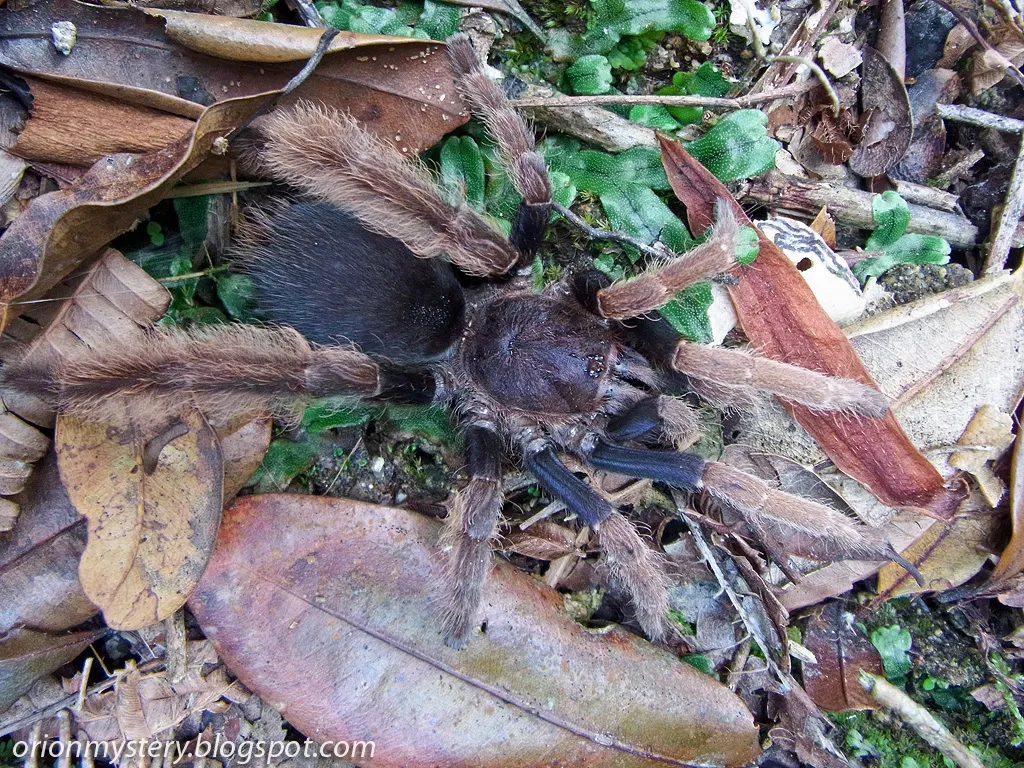 17855 tarantula hair flicking
