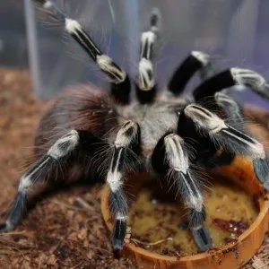 17855 tarantula legs up threat