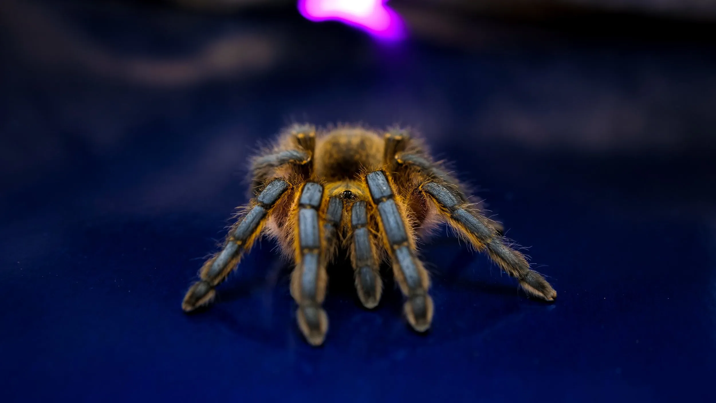 17856 tarantula behavior