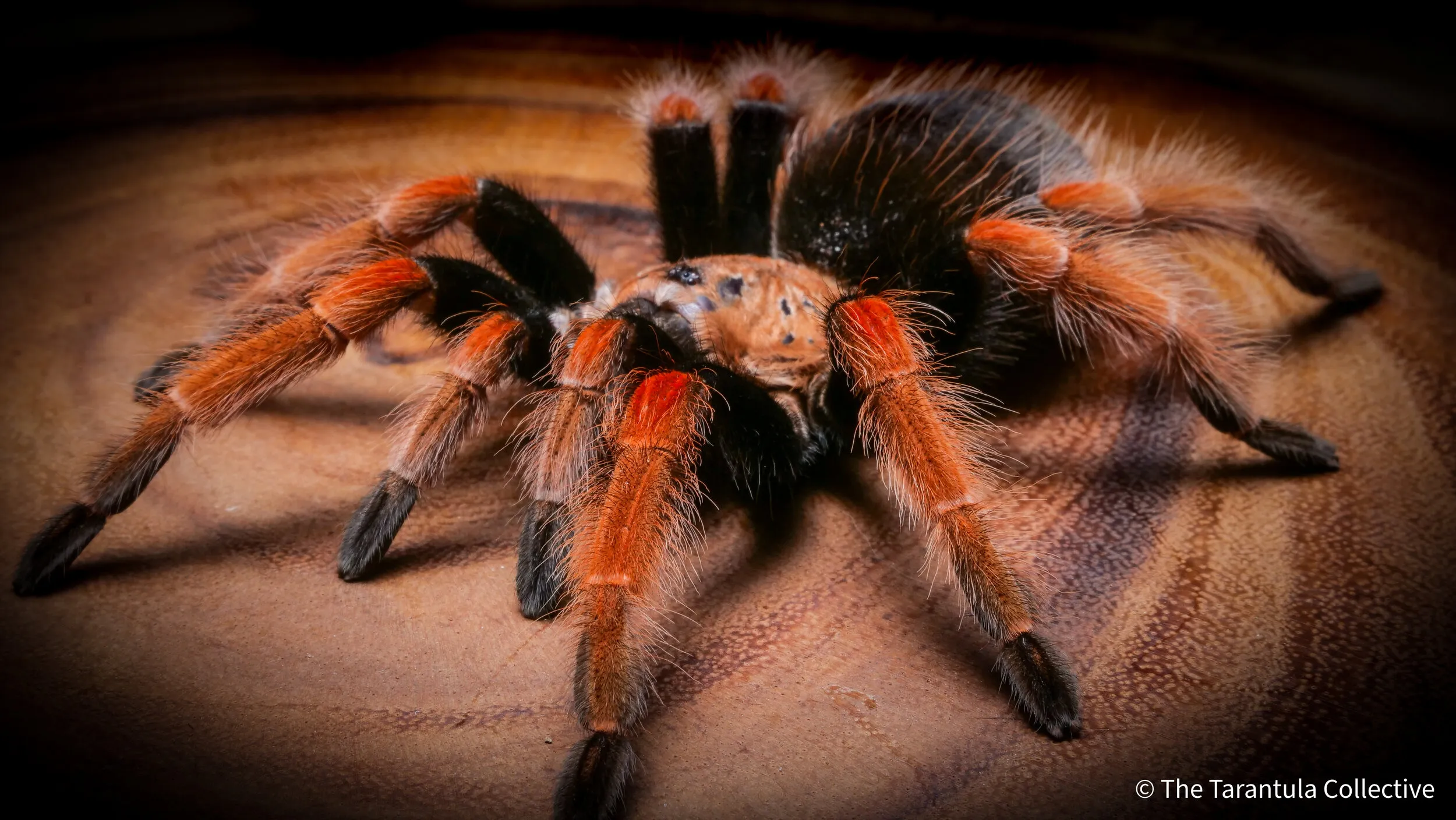 17856 tarantula feeding