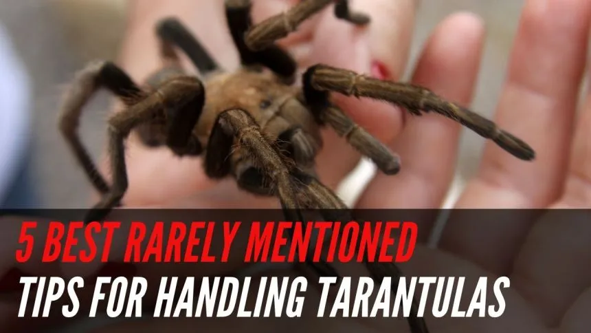 17856 tarantula handling
