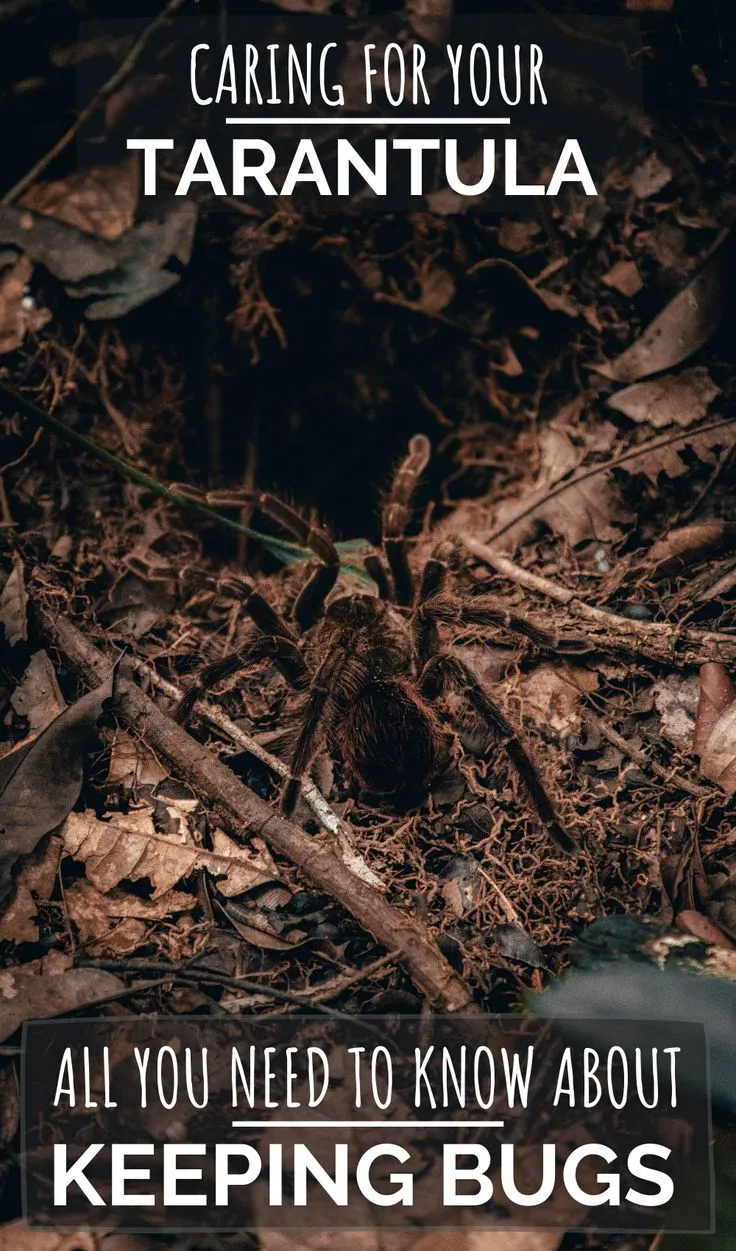 17856 tarantula health