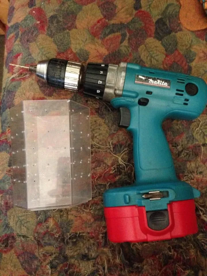 17856 tarantula molting