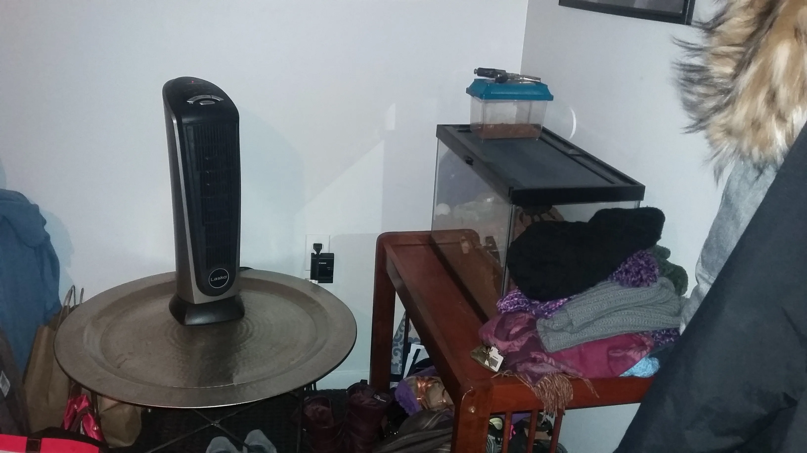 17856 tarantula species