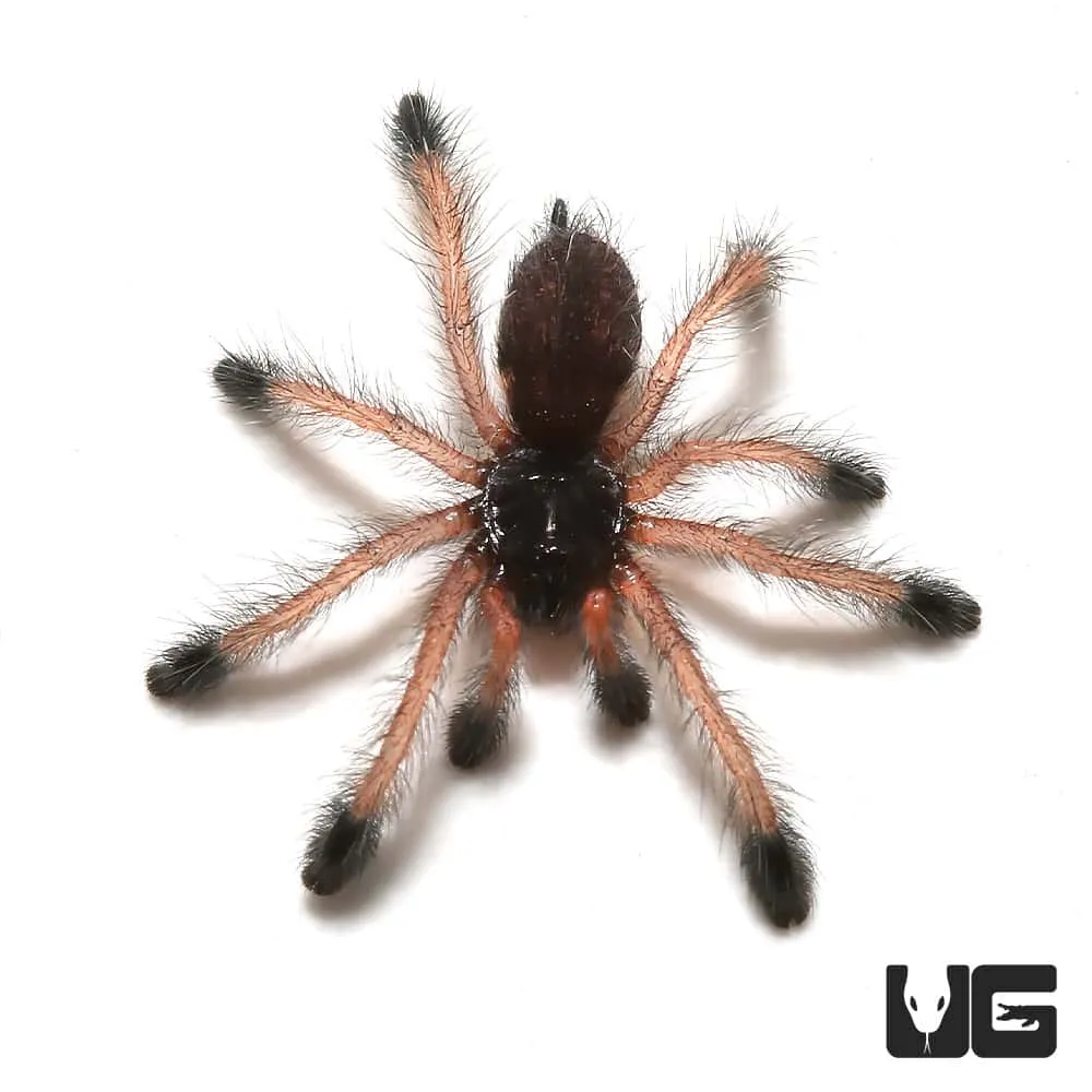 17860 pinktoe tarantula color morphs