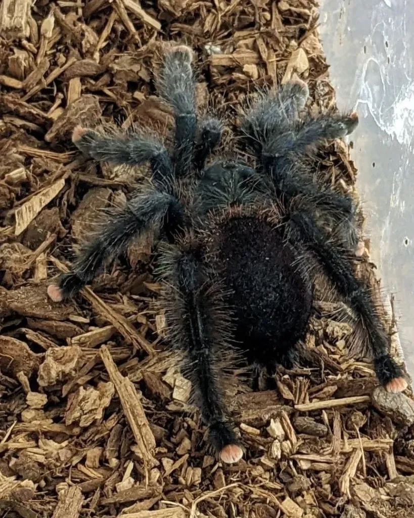 17860 pinktoe tarantula feeding