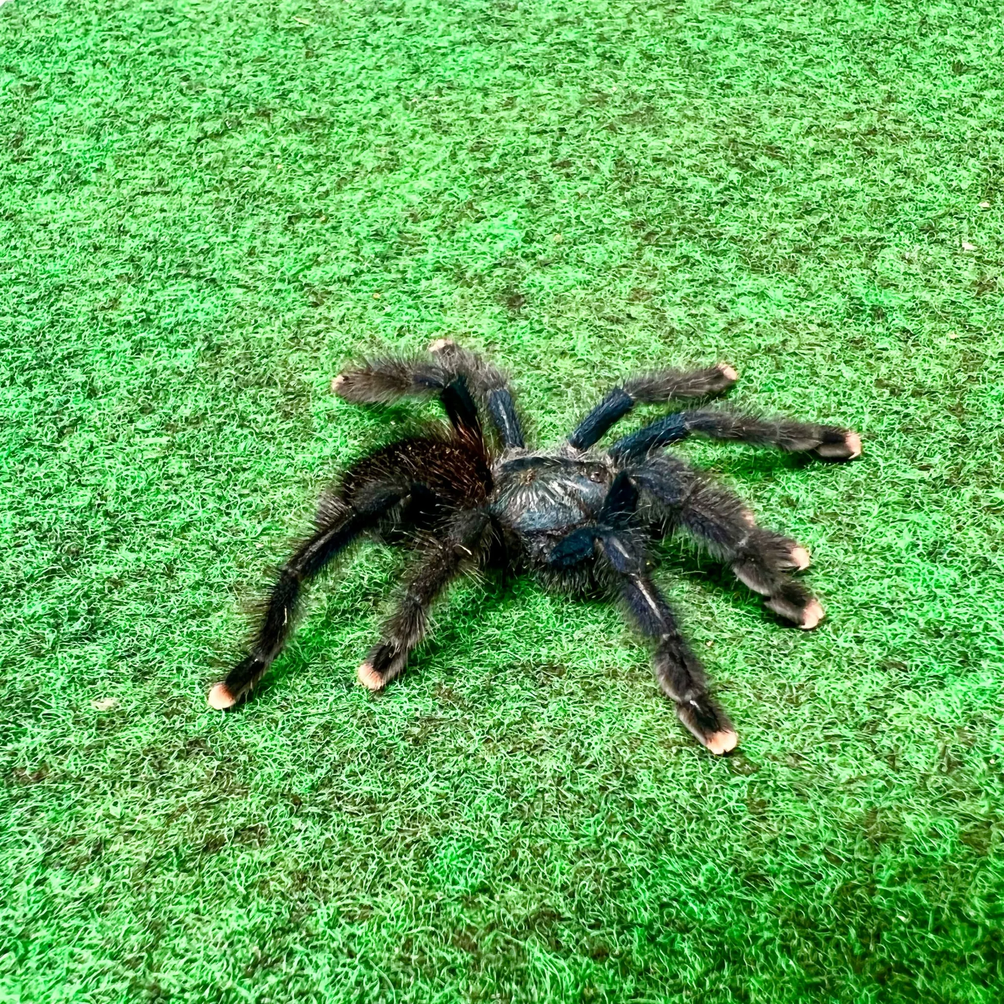 17860 pinktoe tarantula handling