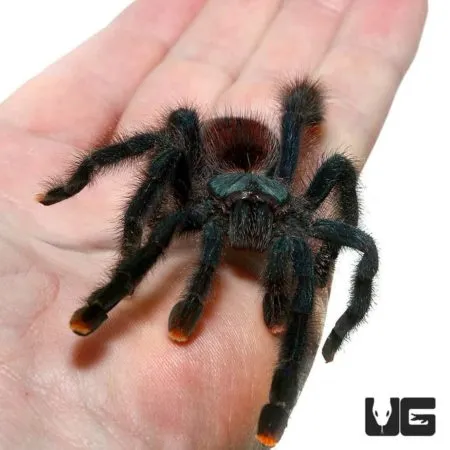 17860 pinktoe tarantula healthy