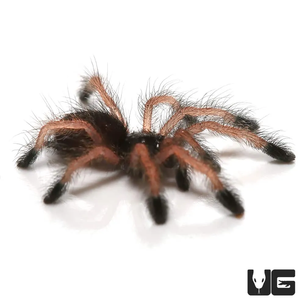 /img/17860-pinktoe-tarantula-substrate.webp