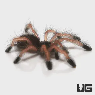 /img/17860-pinktoe-tarantula-substrate.webp