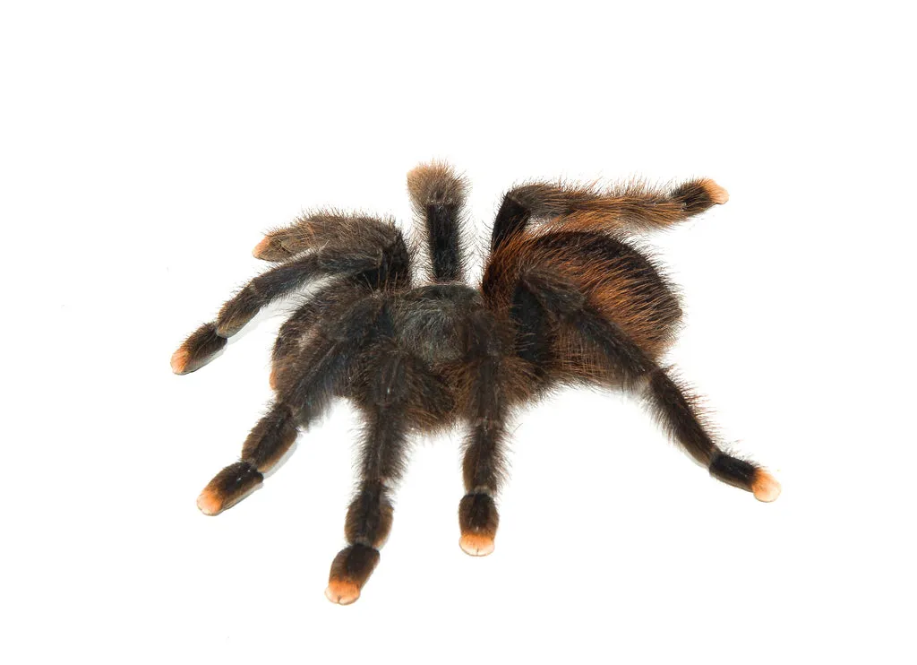 17861 pink toe tarantula close up