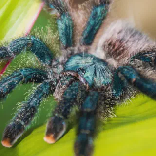 /img/17861-pink-toe-tarantula-enclosure.webp