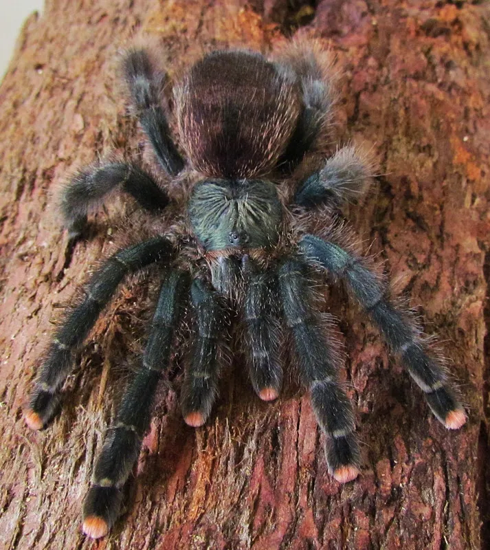 17861 pink toe tarantula habitat