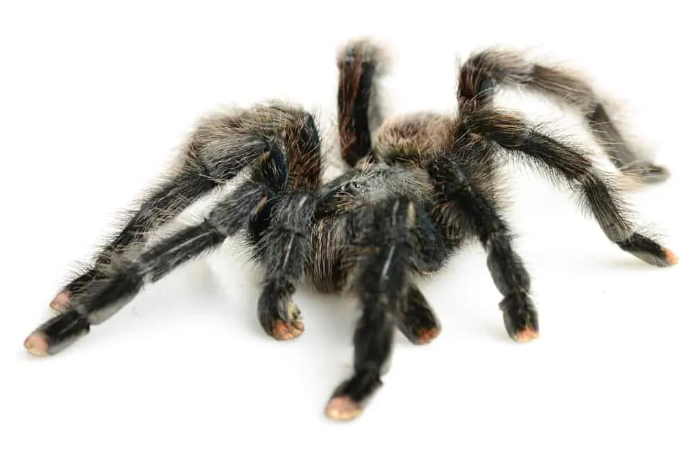 17861 pink toe tarantula handling