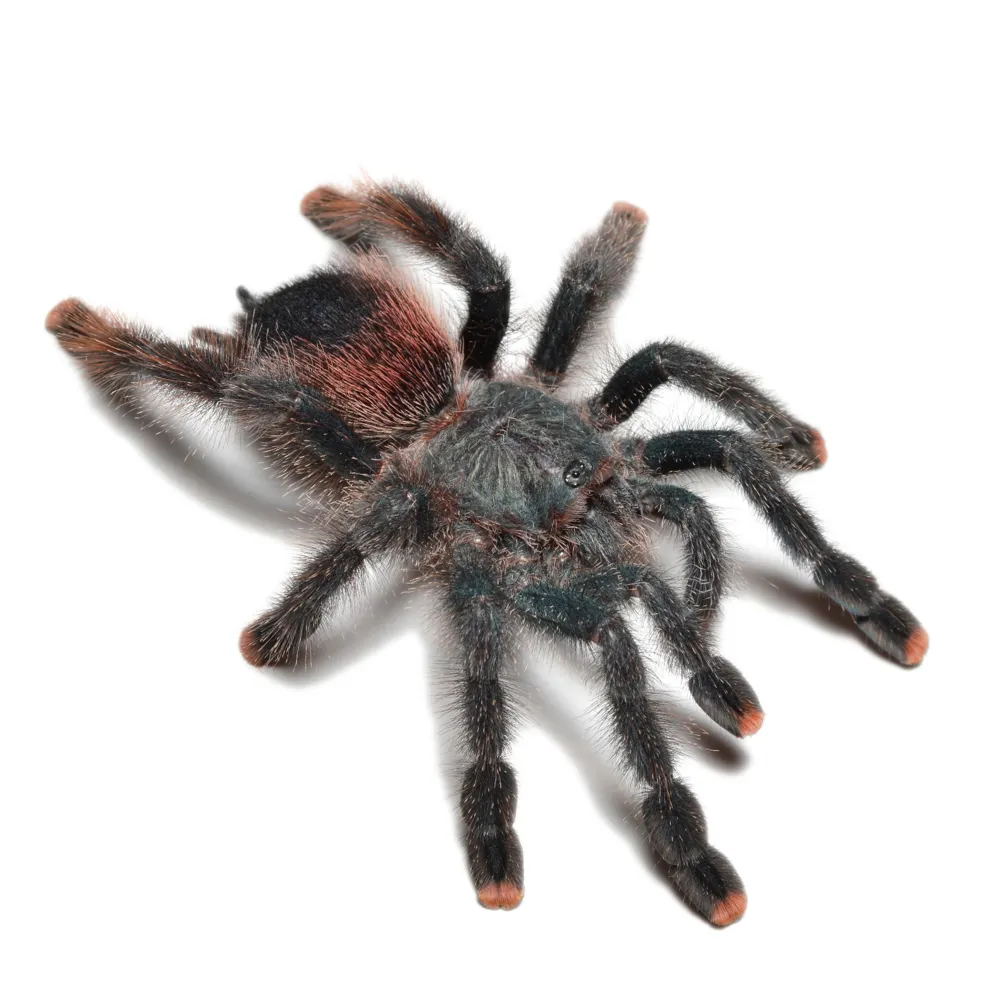 17861 pink toe tarantula molting