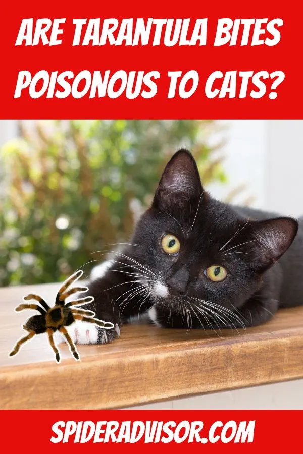 17862 tarantula first aid