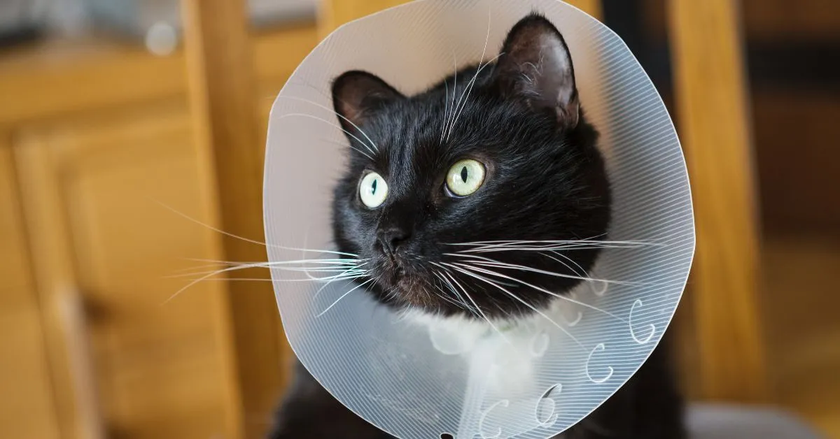 17862 tarantula handling