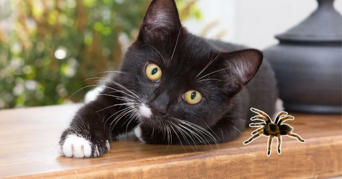 17862 tarantula symptoms