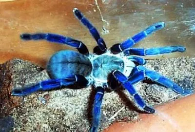 17865 cobalt blue tarantula enclosure cleaning