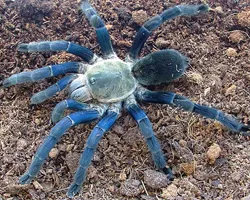 17865 cobalt blue tarantula feeding
