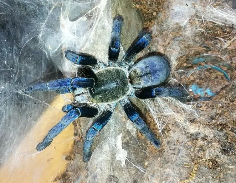 17865 cobalt blue tarantula substrate