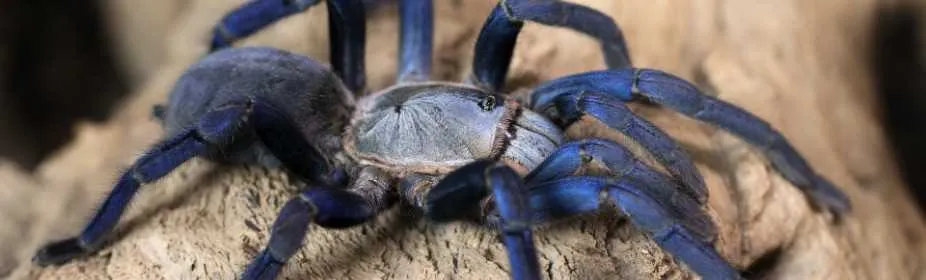 17865 cobalt blue tarantula temperature