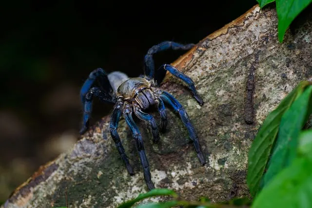 /img/17865-cobalt-blue-tarantula-watering.webp