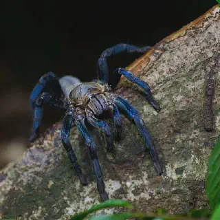 /img/17865-cobalt-blue-tarantula-watering.webp