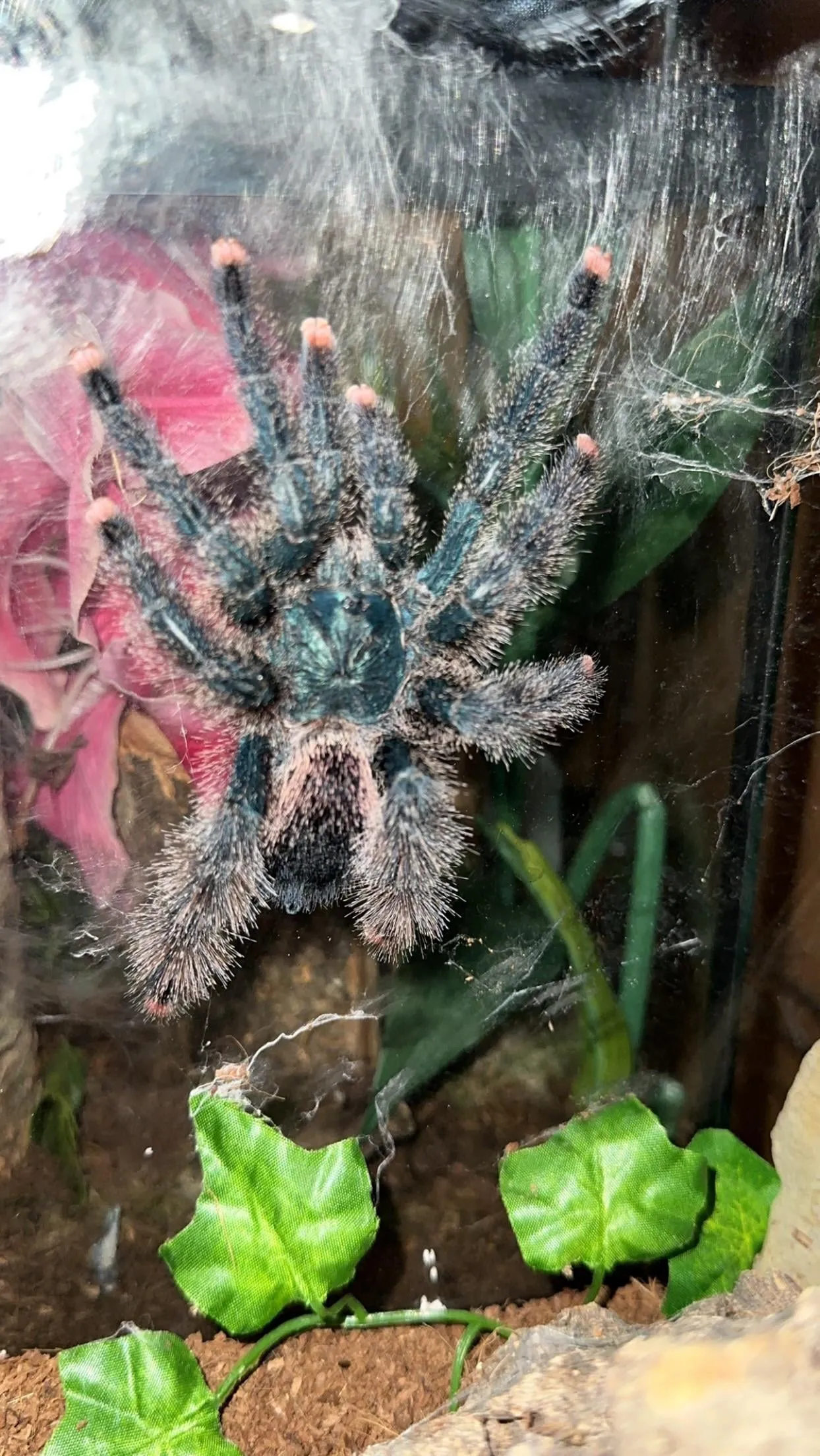 17867 pink toe tarantula feeding
