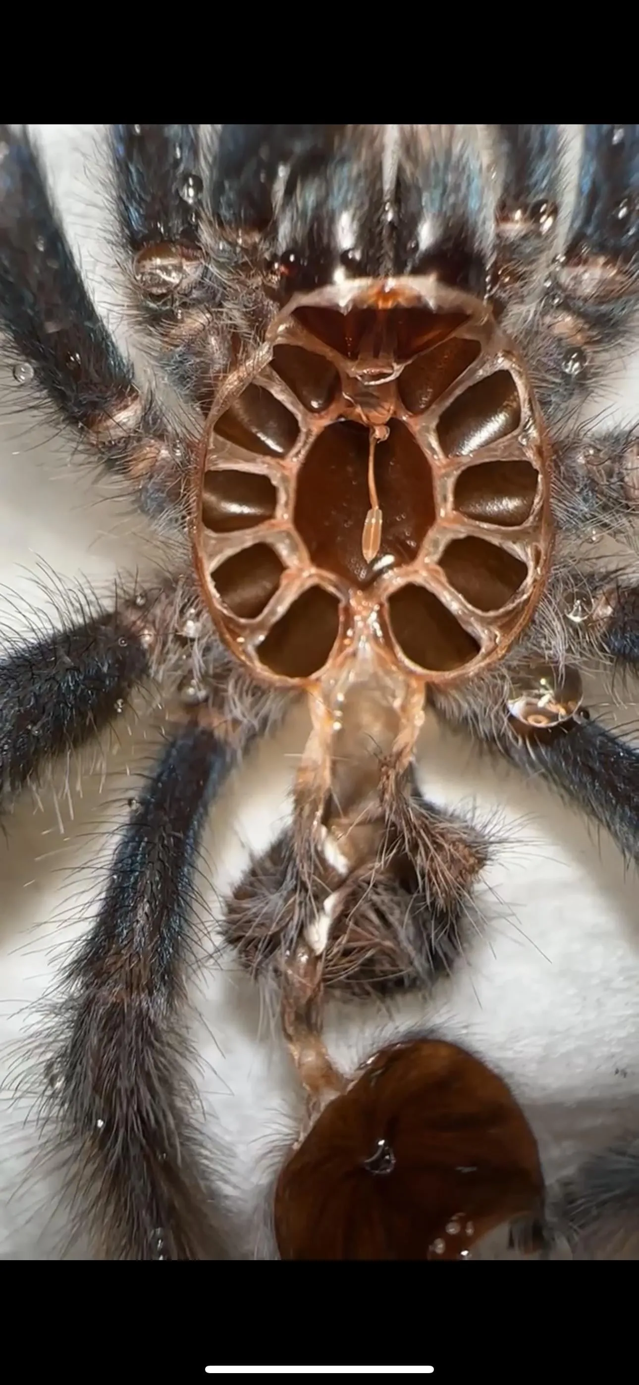 17867 pink toe tarantula humidity
