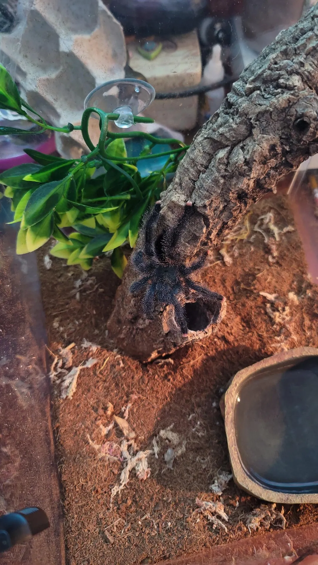 17867 pink toe tarantula molting process