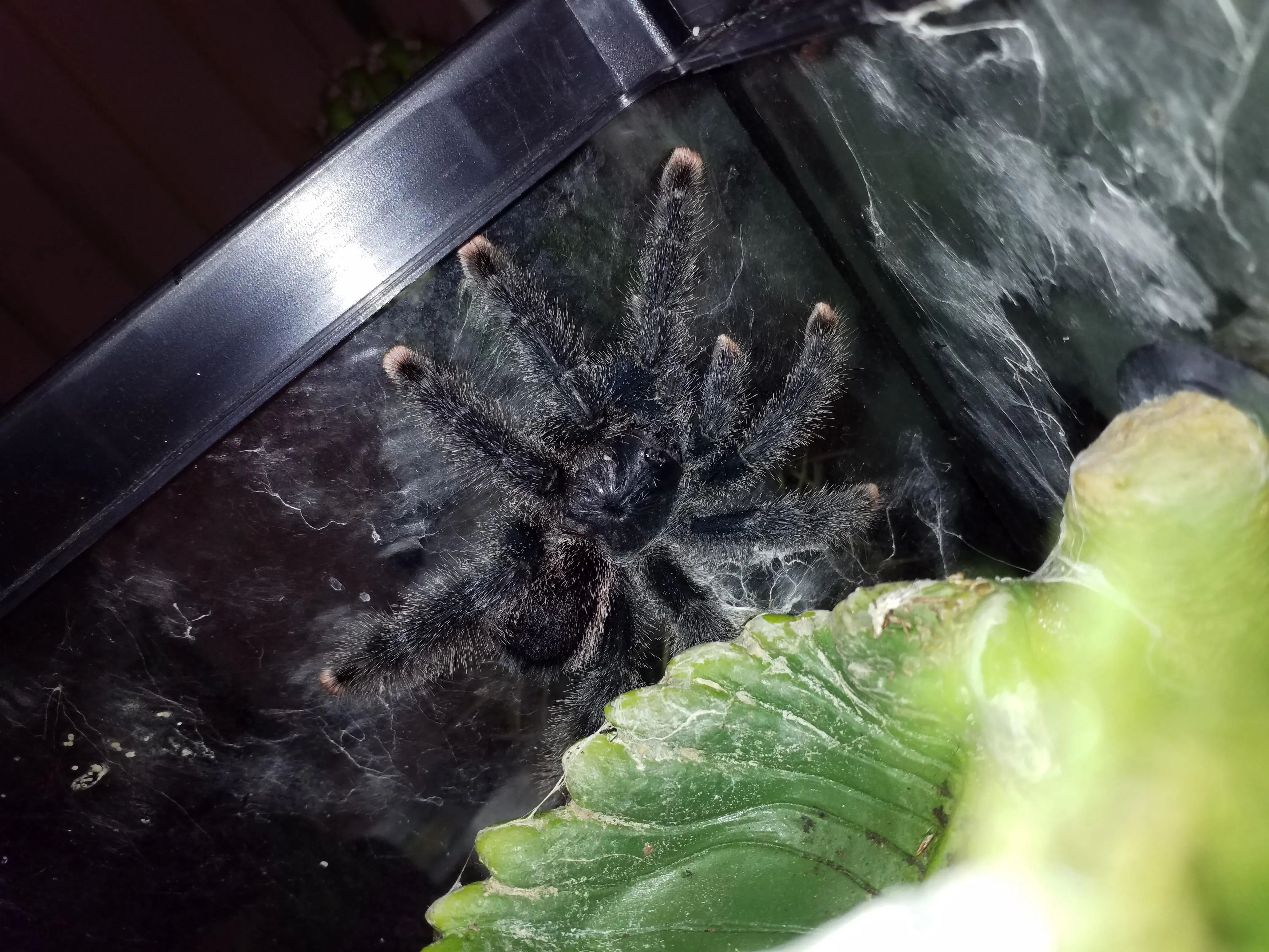 17867 pink toe tarantula vet checkup