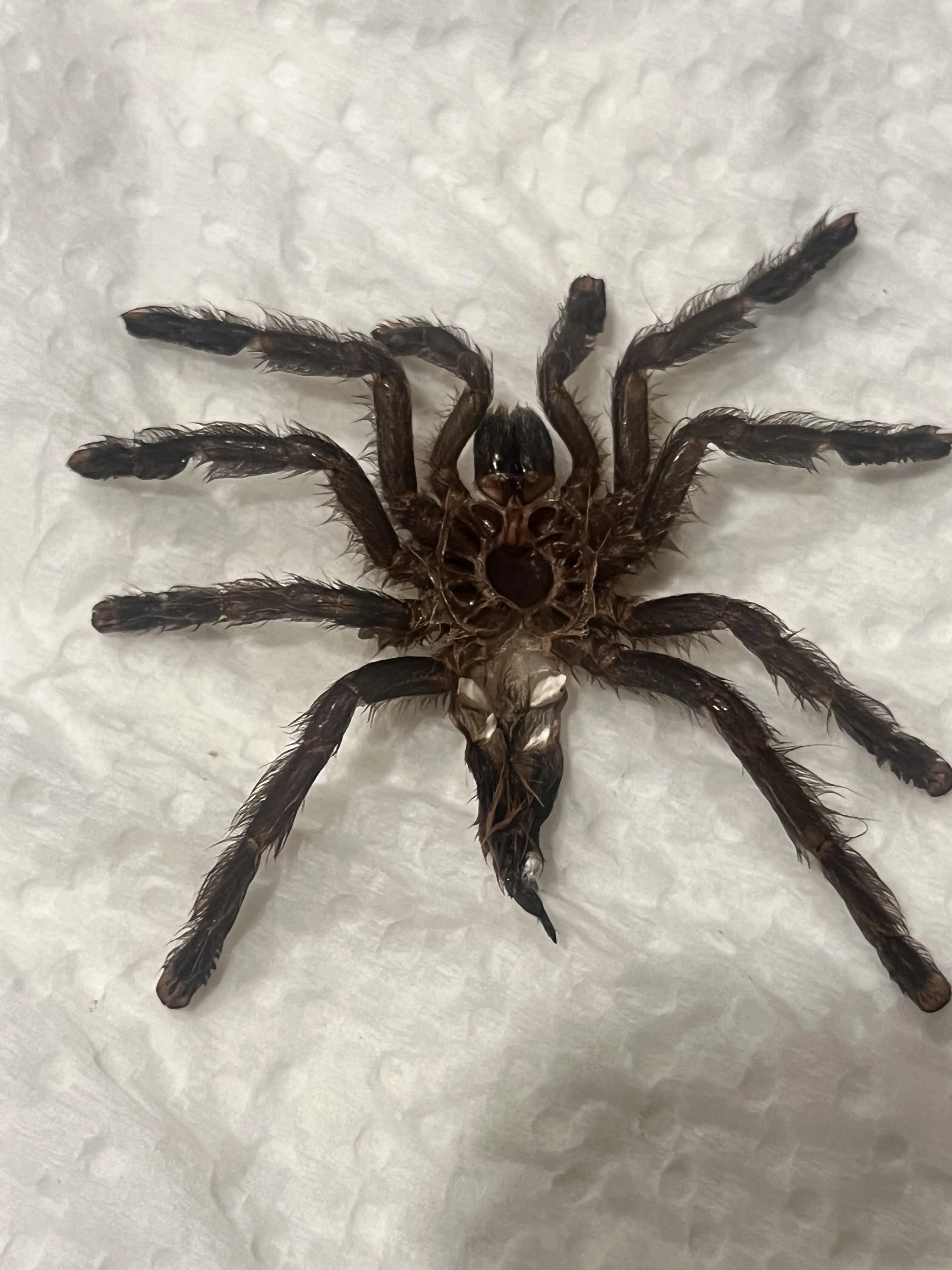 17867 tarantula enclosure setup